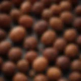 Close-up of Rudraksha beads showcasing their unique texture and color variations.