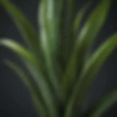 Close-up of a snake plant, recognized for its air-purifying qualities and energy enhancement