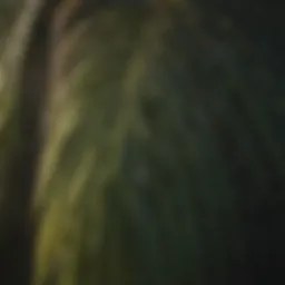 Detailed view of a palm showcasing the life line