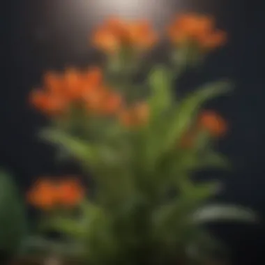 Zodiac Plants: A Vibrant Connection Vibrant representation of zodiac plants corresponding to each sign